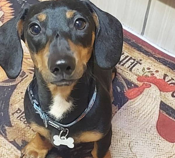 Rolo