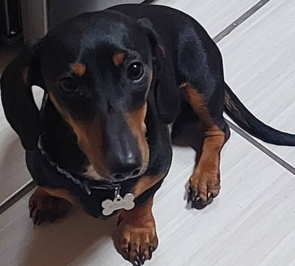 Rolo