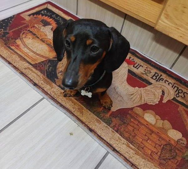 Rolo
