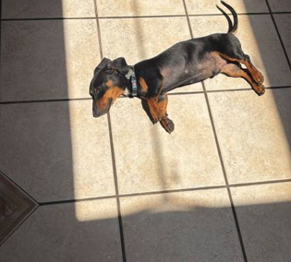 Rolo
