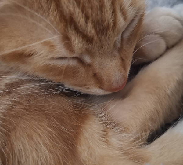 Simba