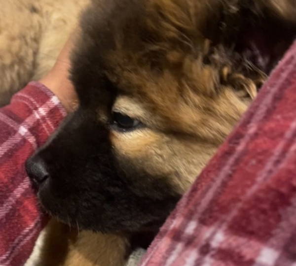 Teddy-Bear