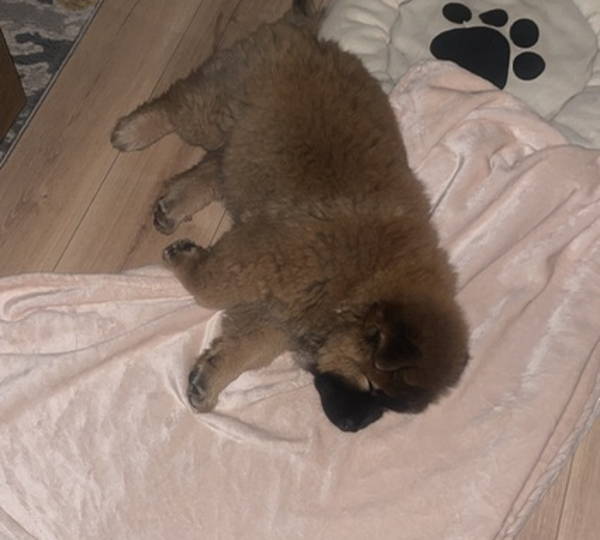 Teddy-Bear