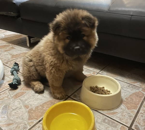 Teddy-Bear