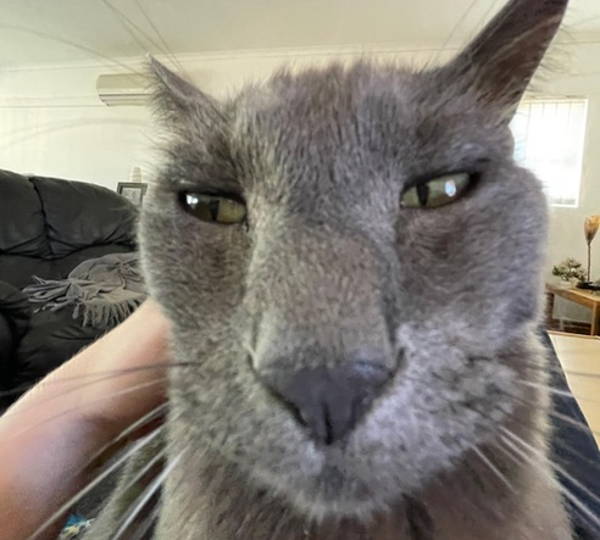 Meow-Wow