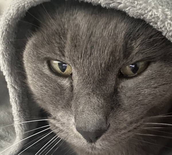 Meow-Wow