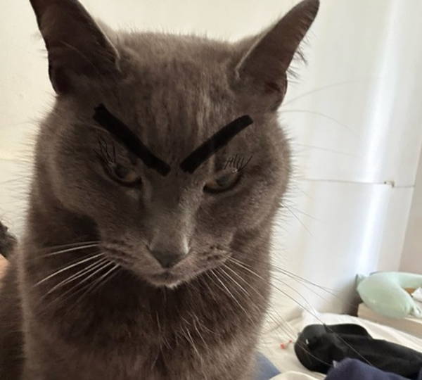 Meow-Wow