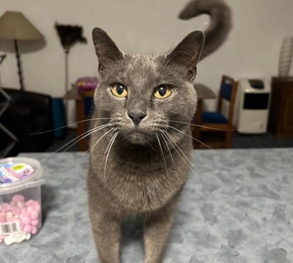 Meow-Wow