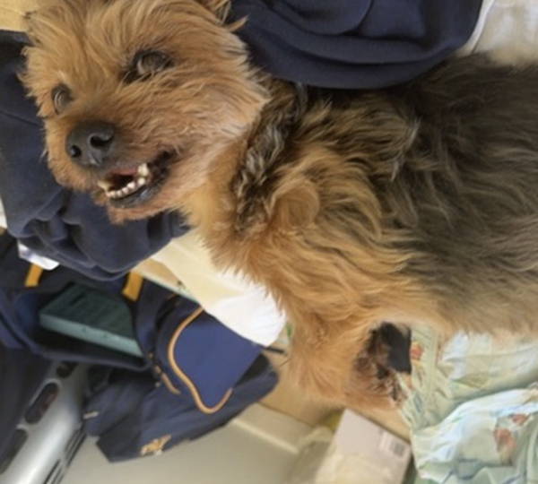 Benji