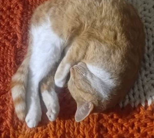 Voskie
