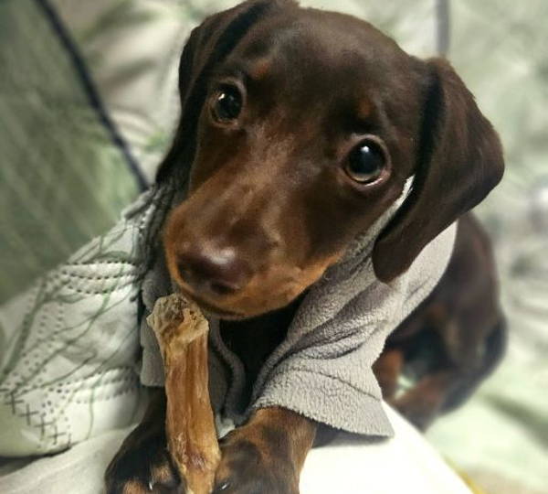 Ziva