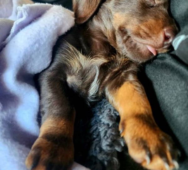Ziva