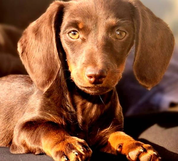 Ziva