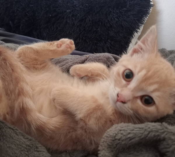 Munchkin