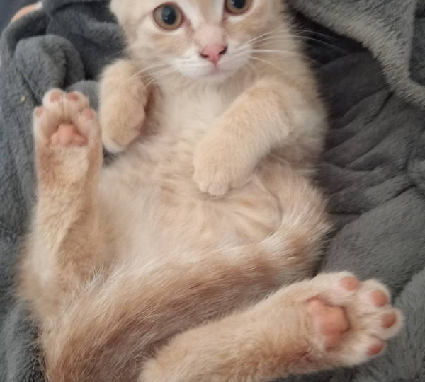 Munchkin