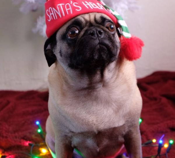 Pugly