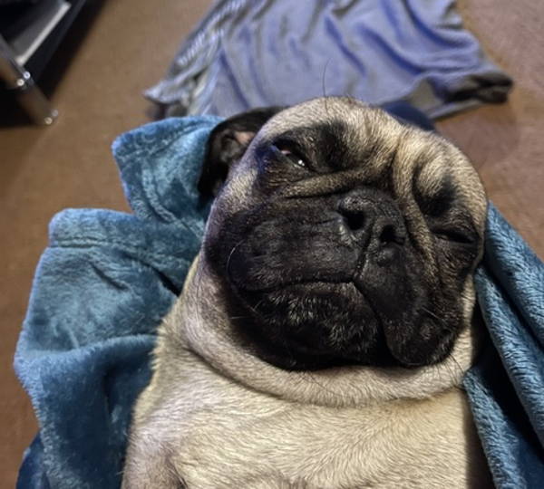 Pugly