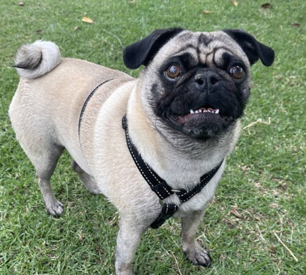 Pugly