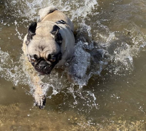 Pugly