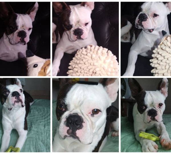 Oreo