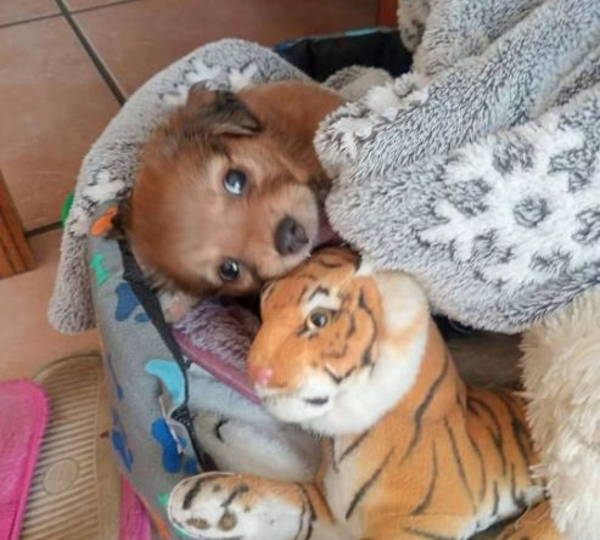 Tiger
