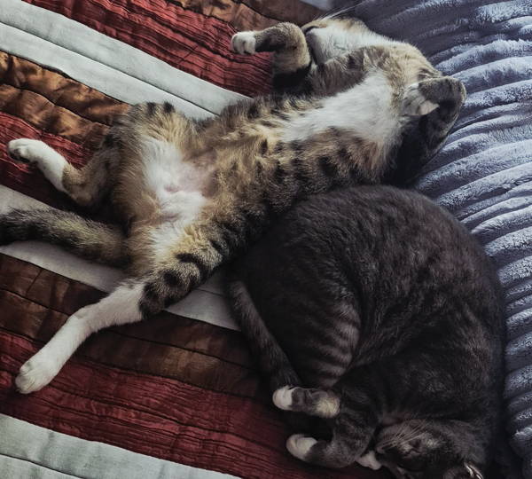Rosey & Jasper