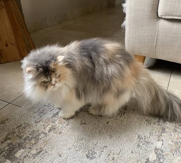 Bella