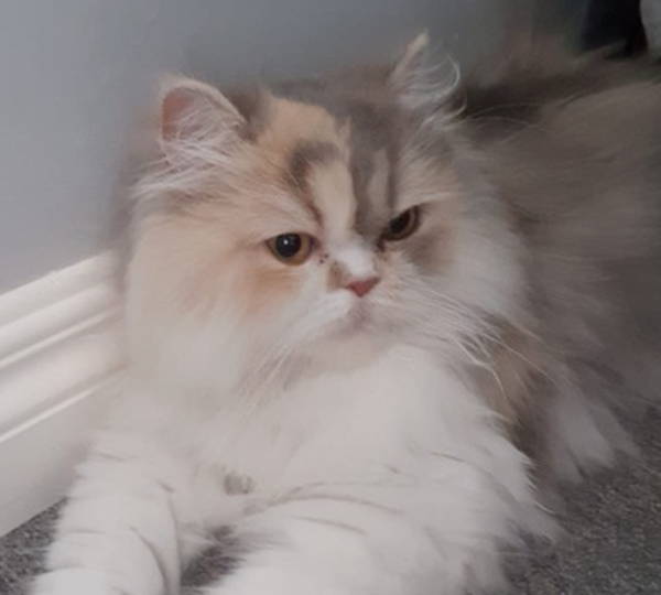 Bella