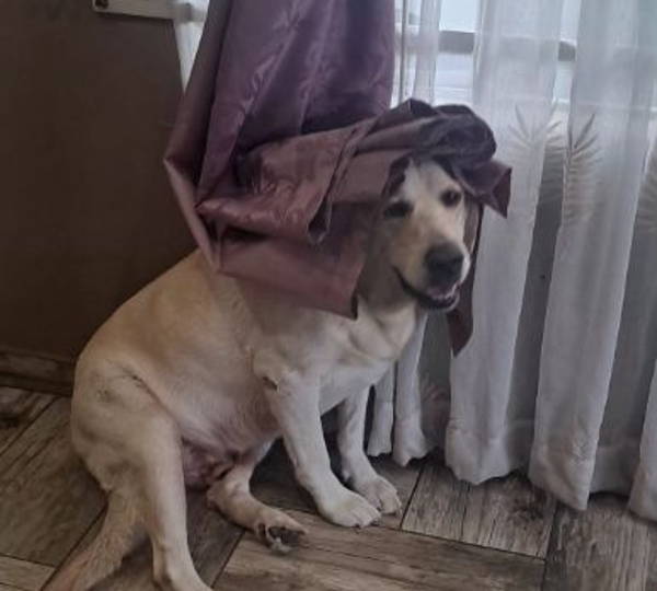 Maximo