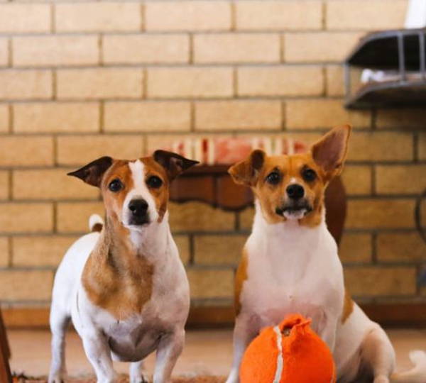 Luna & Lexi