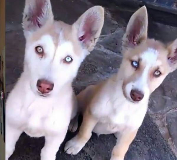 Diesel & Max