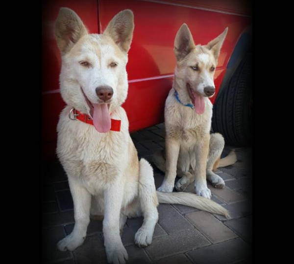 Diesel & Max