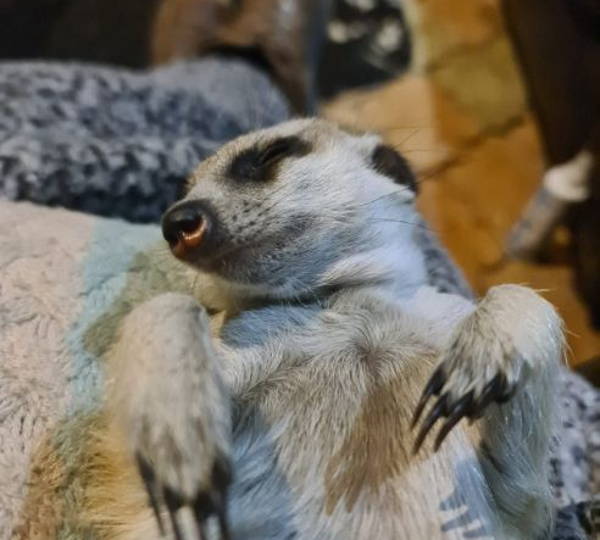 Frikkie