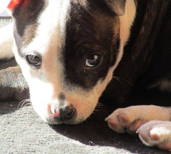 Nala