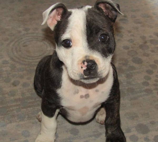 Nala