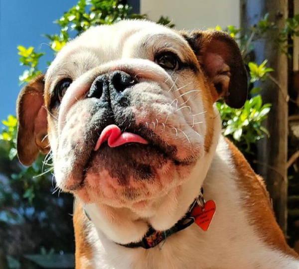 Obelix