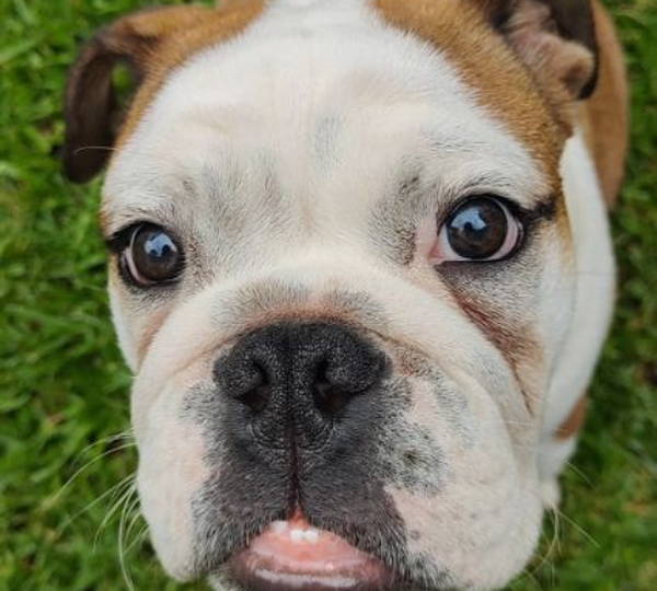 Obelix