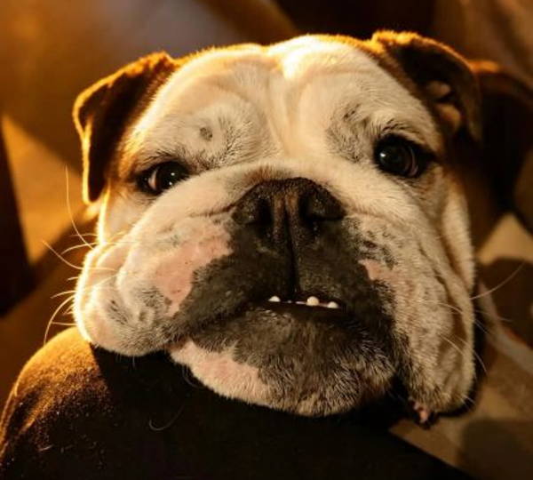 Obelix