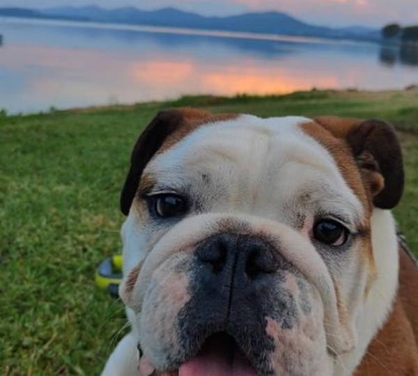Obelix