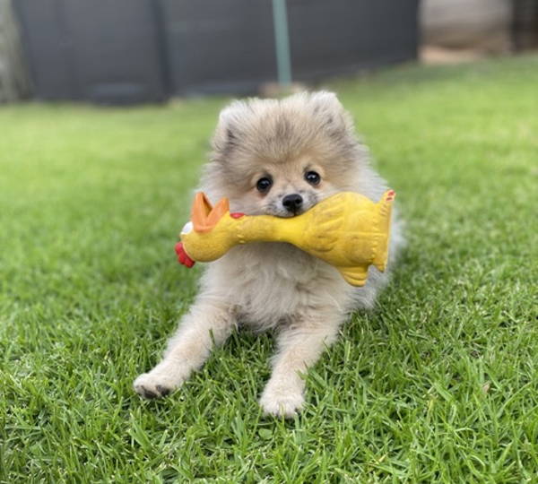 Pickle