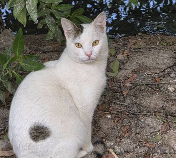 Simon