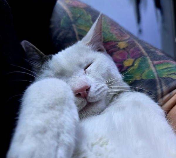 Simon