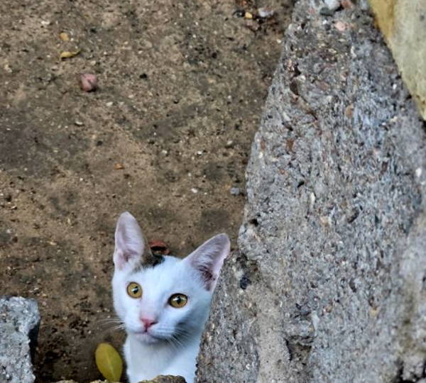 Simon