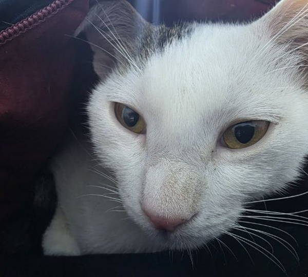 Simon