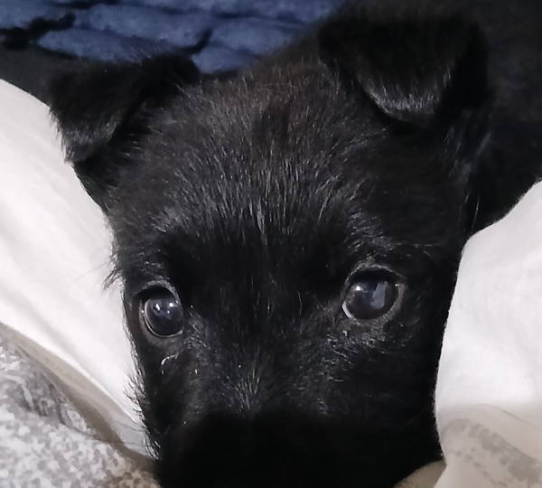 Dixie