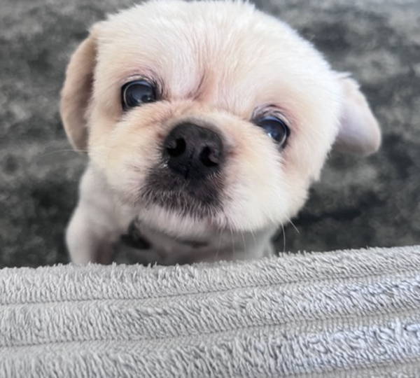 Romeo