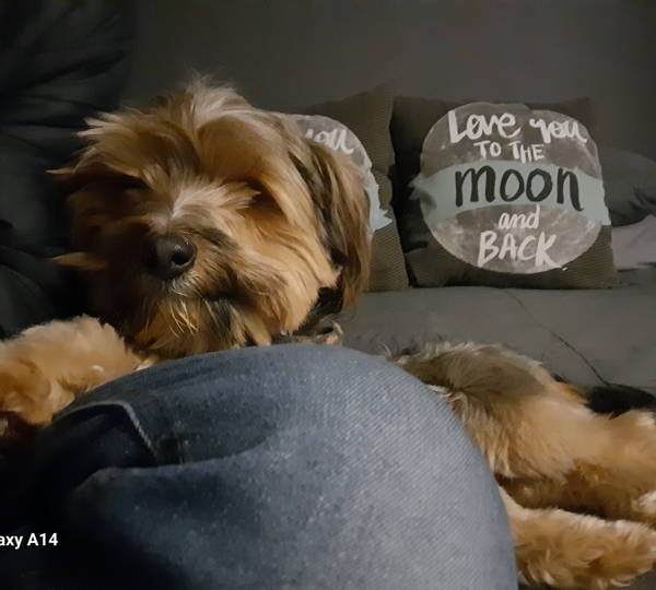 Mogwai