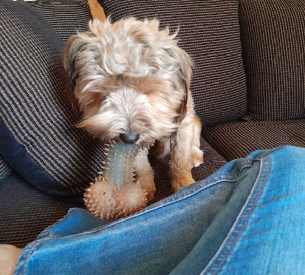 Mogwai