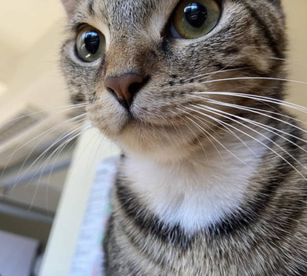 Molly