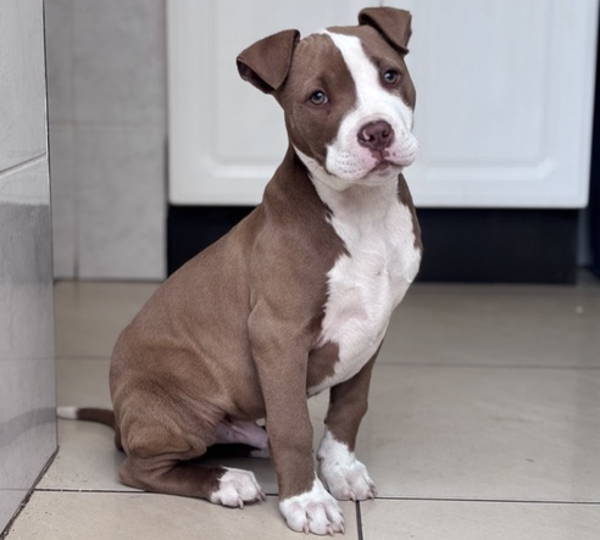 Arlo